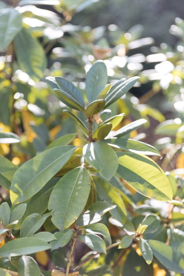 Cattaleya Wedding Resort :: Czechia - photo 109