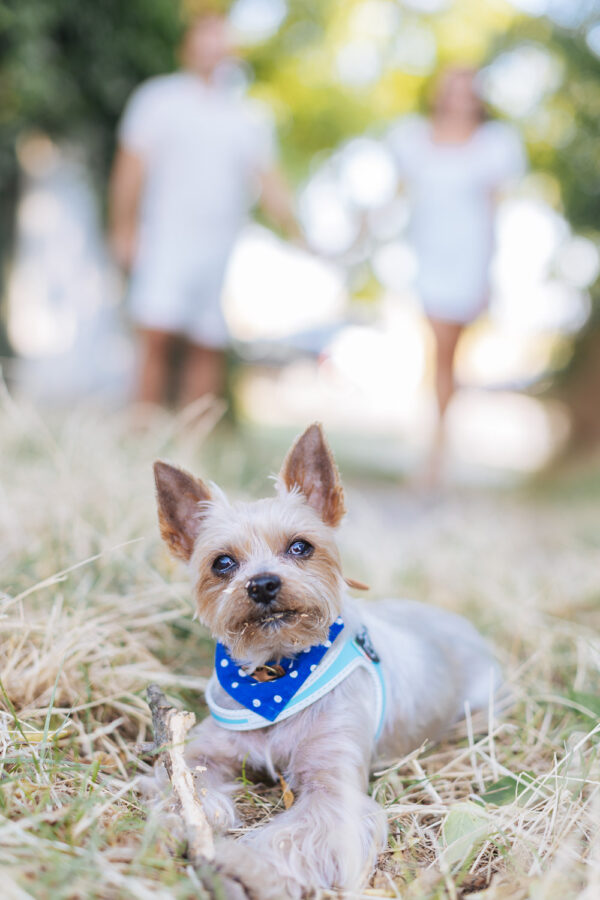 Summer Engagement Session - photo 15