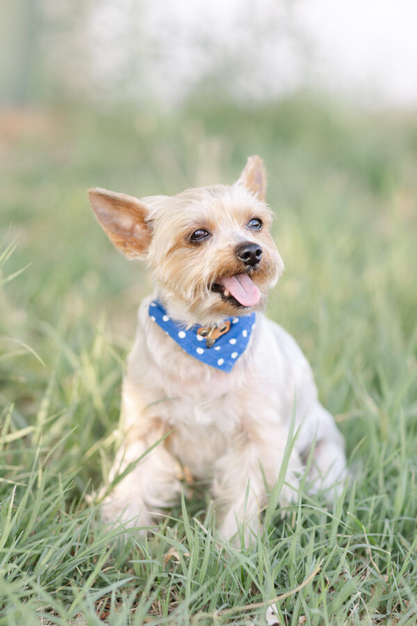 Summer Engagement Session - photo 5