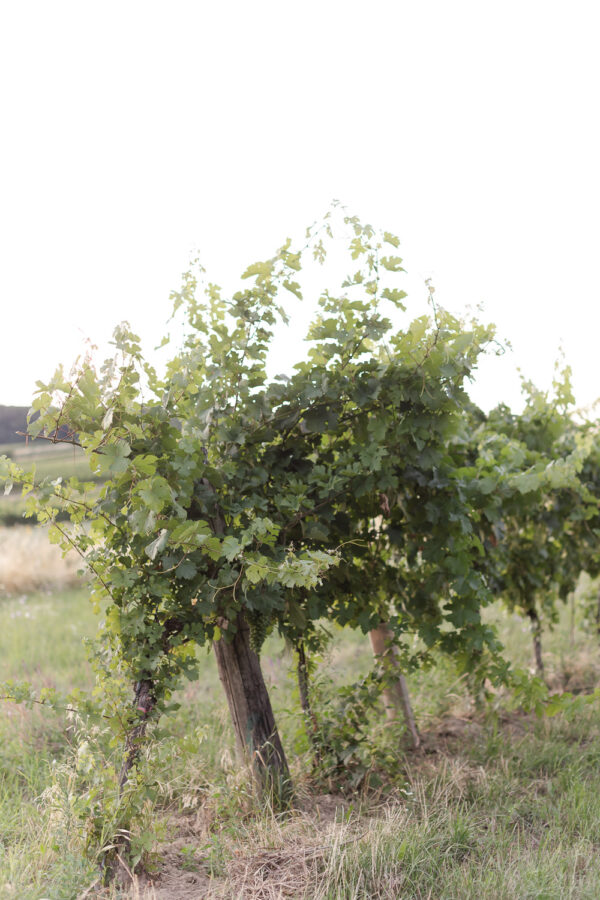 Summer Engagement Session - photo 9