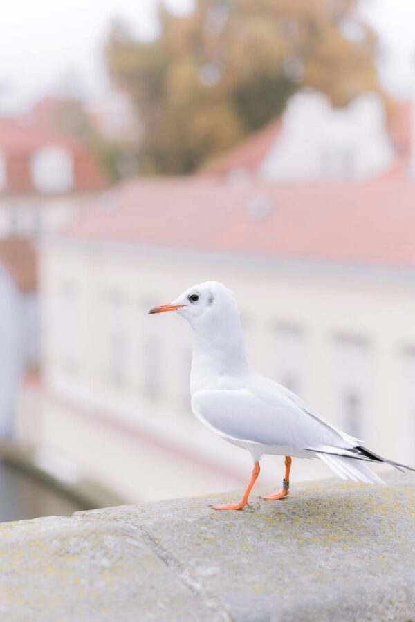 Elopement Portraits in Prague, Czechia - photo 3
