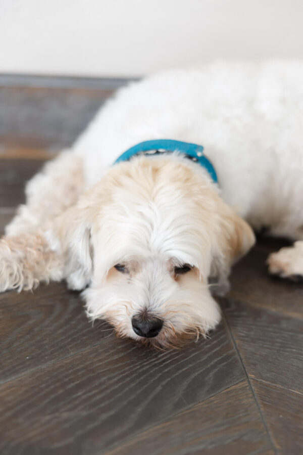 Budapest wedding venue: Botaniq Turai kastély - photo 10